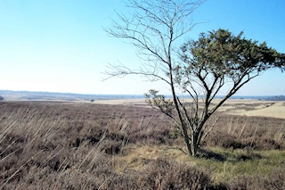 Buurlose Heide