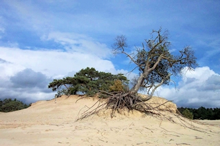 Hulshorster Zand