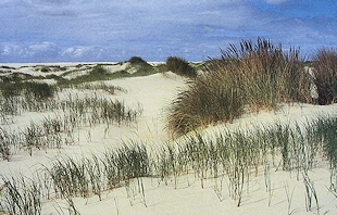 Duinen en Moor